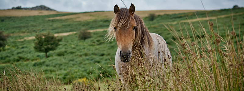 Poni Dartmoor