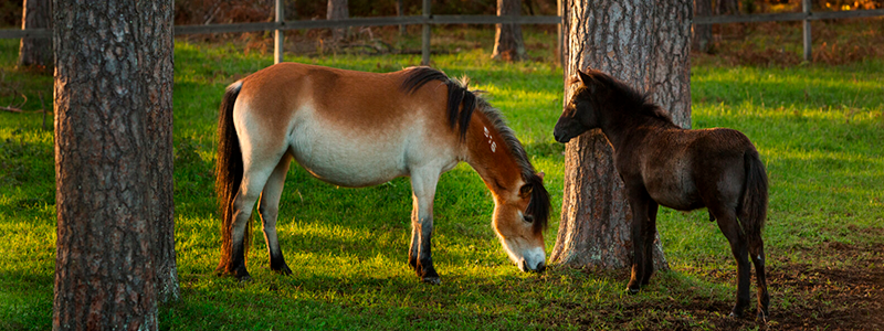 Poni Gotland