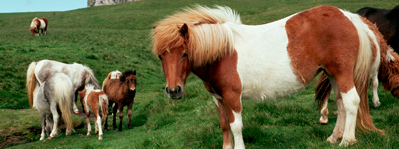 Poni Shetland